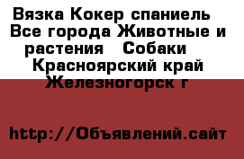 Вязка Кокер спаниель - Все города Животные и растения » Собаки   . Красноярский край,Железногорск г.